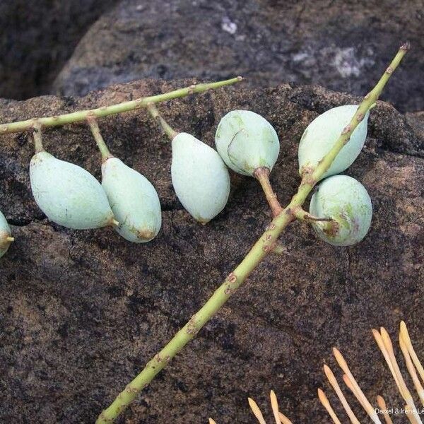 Virotia neurophylla Fruit