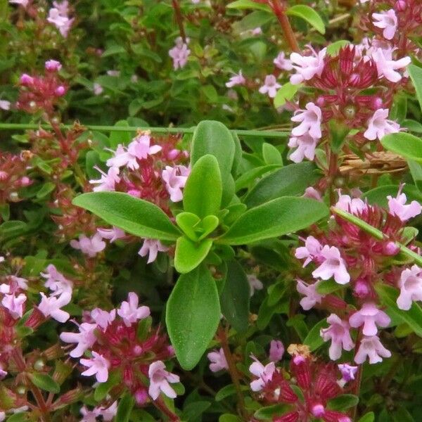 Thymus pulegioides Fulla