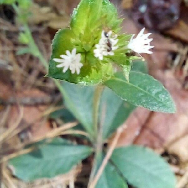 Elephantopus mollis फूल