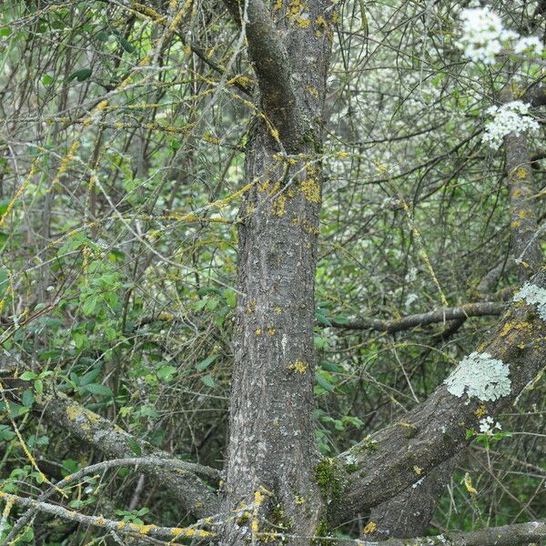 Prunus rivularis Bark