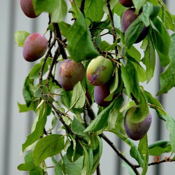 Prunus domestica Листок