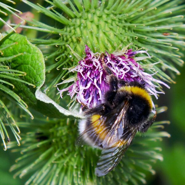 Arctium lappa Kvet