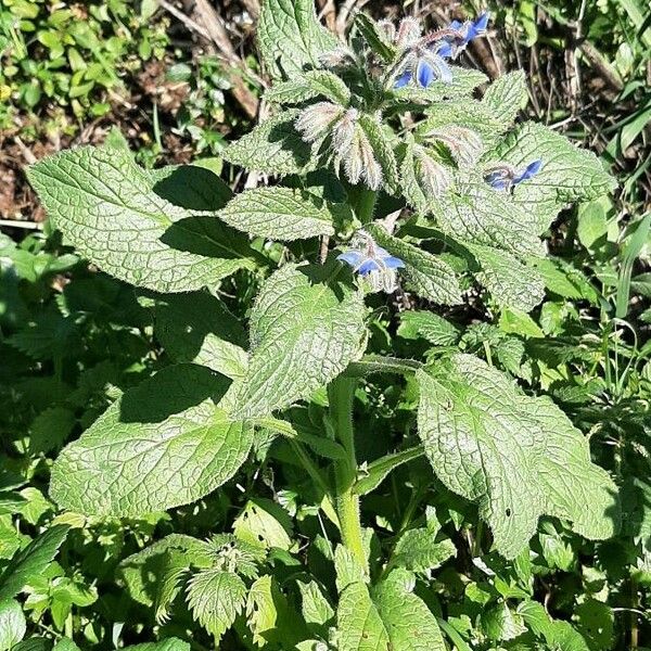 Borago officinalis Habit