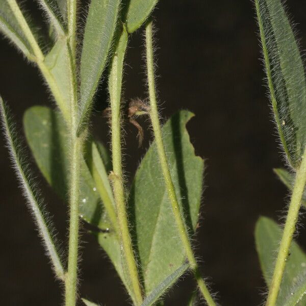 Crotalaria sagittalis Лист