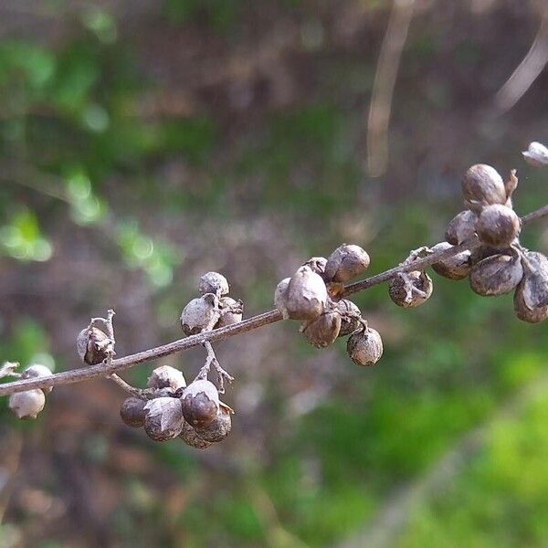 Vitex agnus-castus Fruit