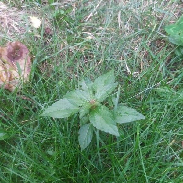 Acalypha virginica Leaf