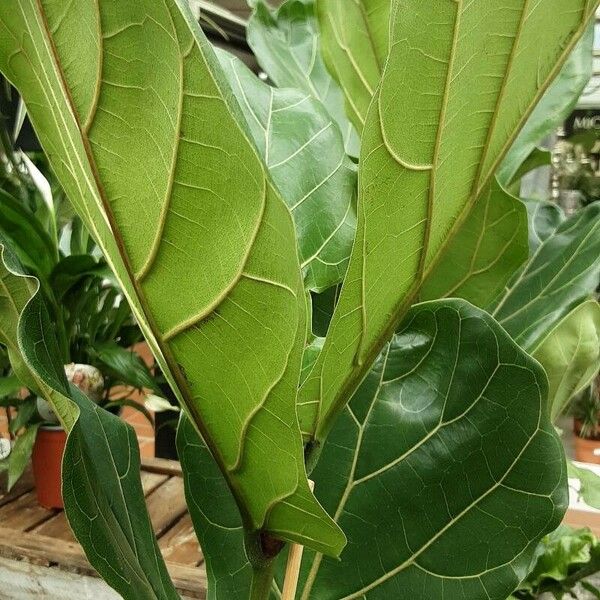 Ficus lyrata Blad