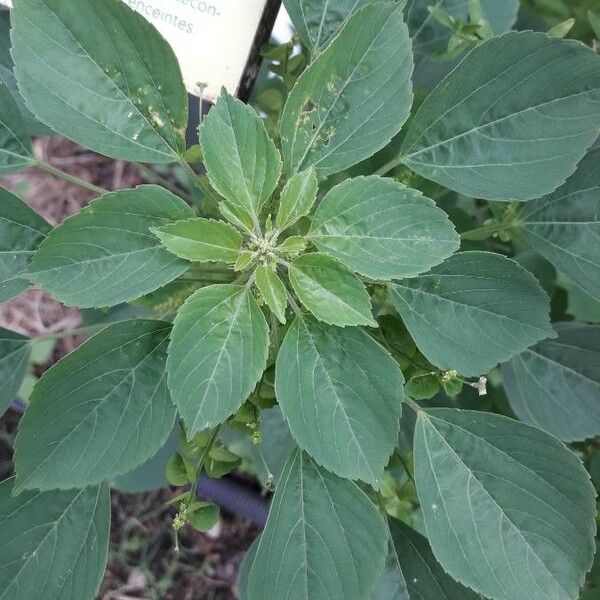 Acalypha indica Leaf