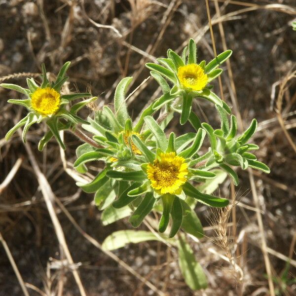 Asteriscus aquaticus Flower