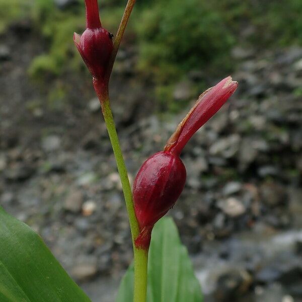 Cautleya gracilis Habit