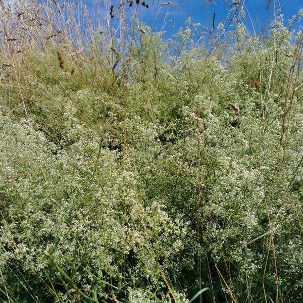 Galium elongatum Цвят