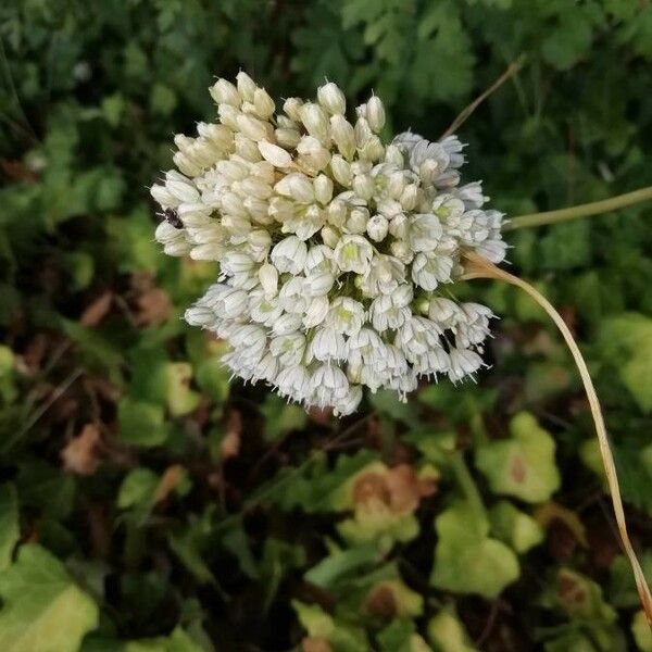 Allium pallens Flower