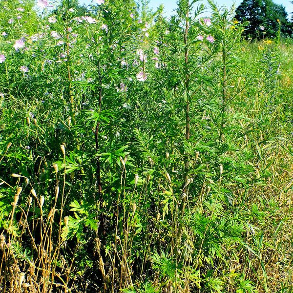 Artemisia biennis Habit