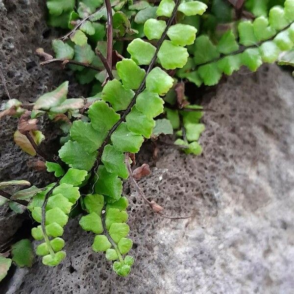 Asplenium trichomanes 叶