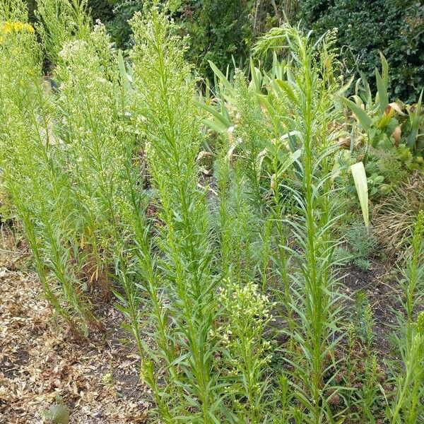 Erigeron canadensis ഇല