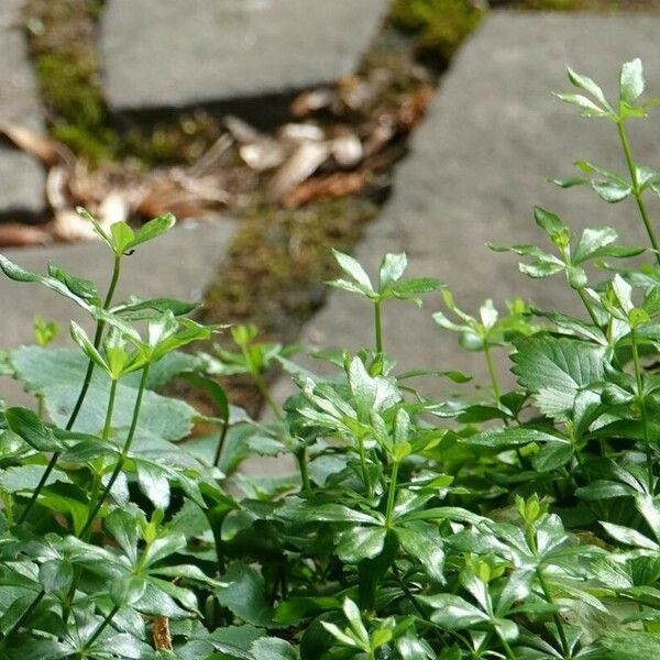 Galium triflorum Leaf