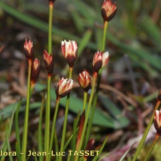 Juncus triglumis Blodyn