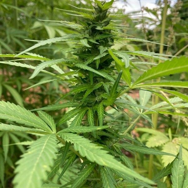 Cannabis sativa फूल