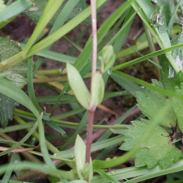 Stellaria alsine Bark