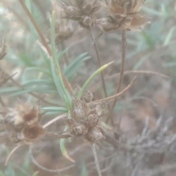 Plantago sempervirens Cvet