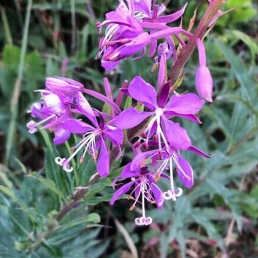 Epilobium angustifolium Õis