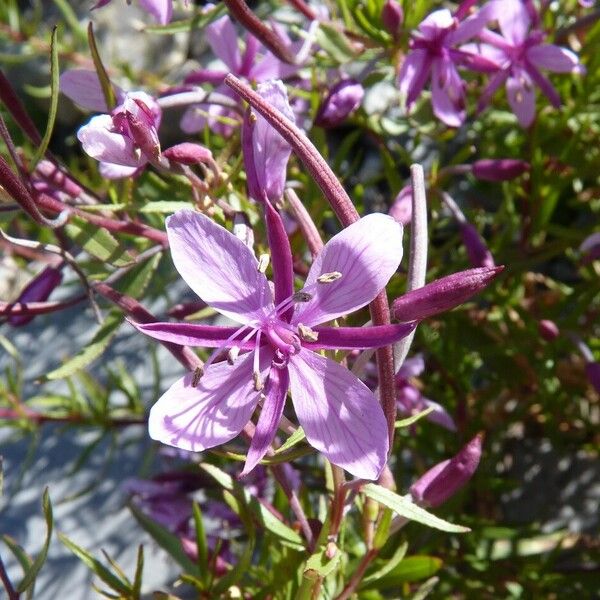 Epilobium dodonaei Blüte