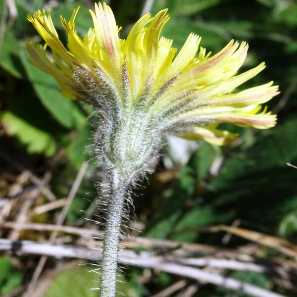 Pilosella officinarum Floare