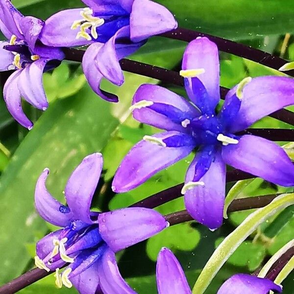 Scilla peruviana Flower