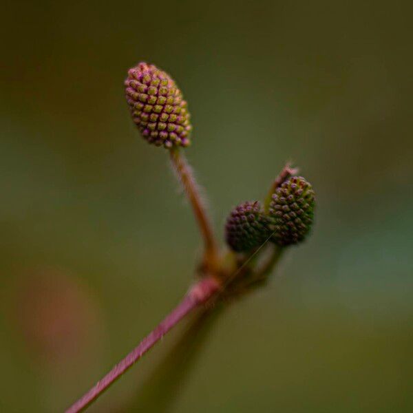 Mimosa pudica Fruitua