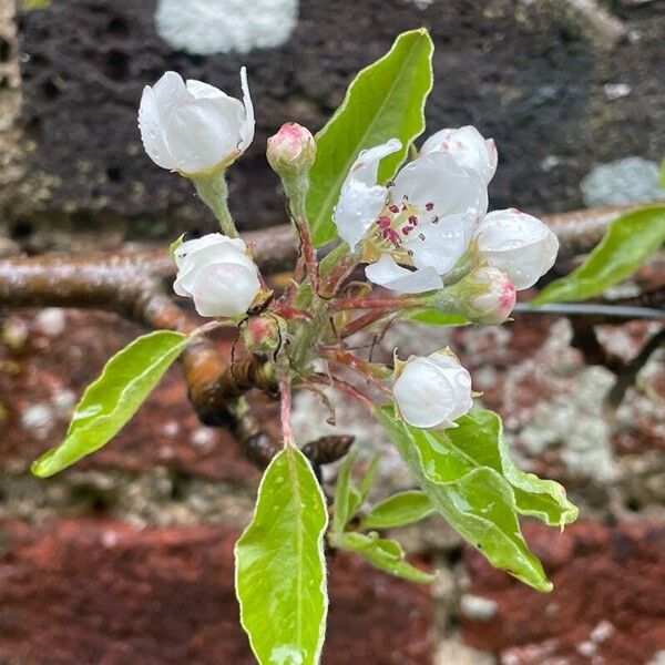 Pyrus communis Лист