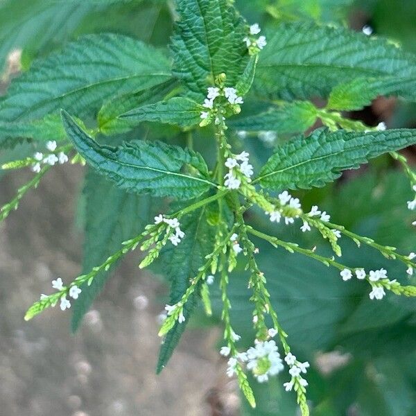 Verbena urticifolia Fleur