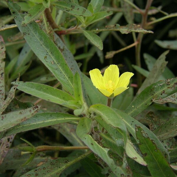 Ludwigia adscendens Blatt