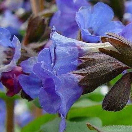 Pulmonaria angustifolia Flor