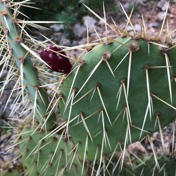 Opuntia littoralis List