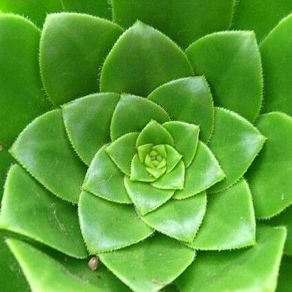 Aeonium × burchardii Leaf