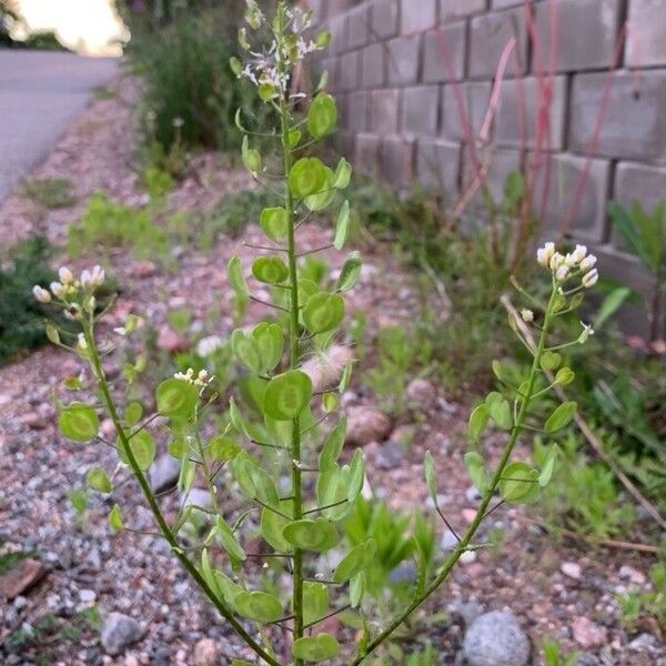 Thlaspi arvense Flor