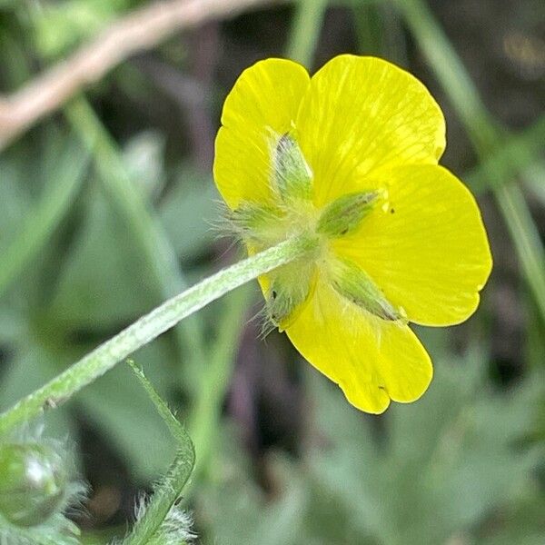 Ranunculus acris Blüte