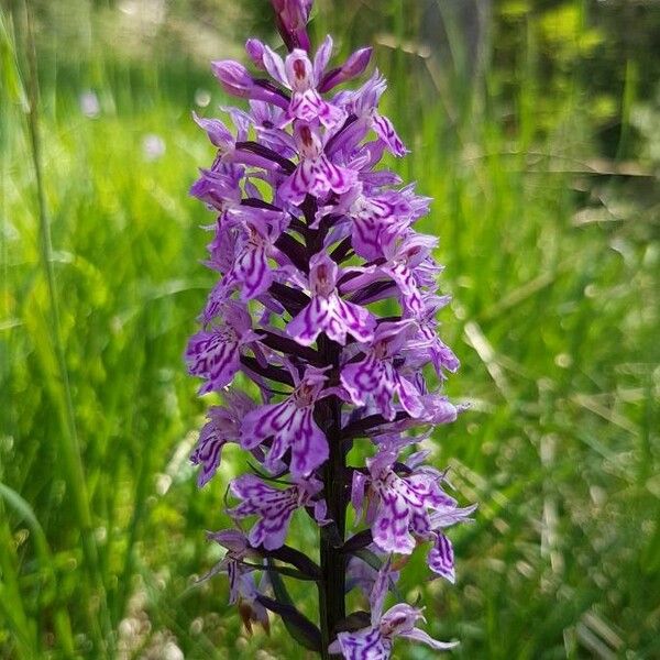 Dactylorhiza majalis Цвят