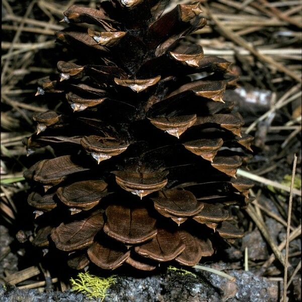 Pinus ponderosa Frukt