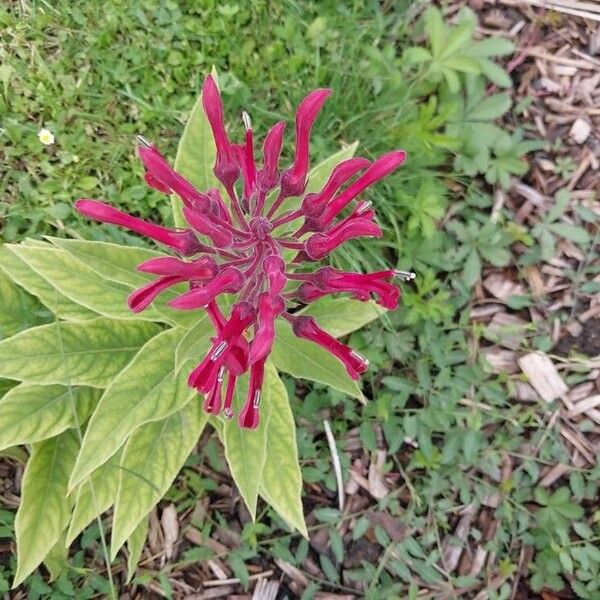 Lobelia tupa Flower