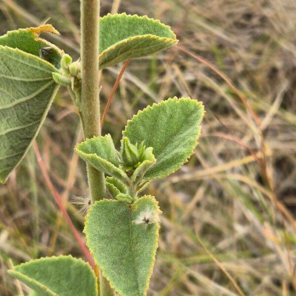 Hibiscus flavifolius Leaf