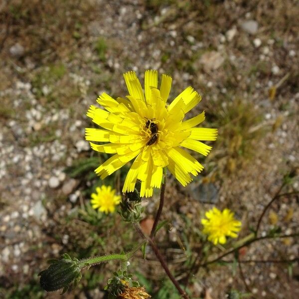 Picris hieracioides Flor