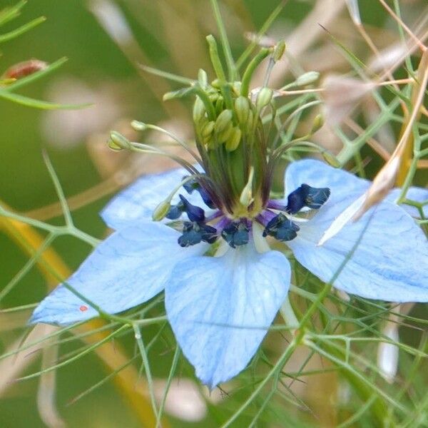 Nigella damascena Blomst