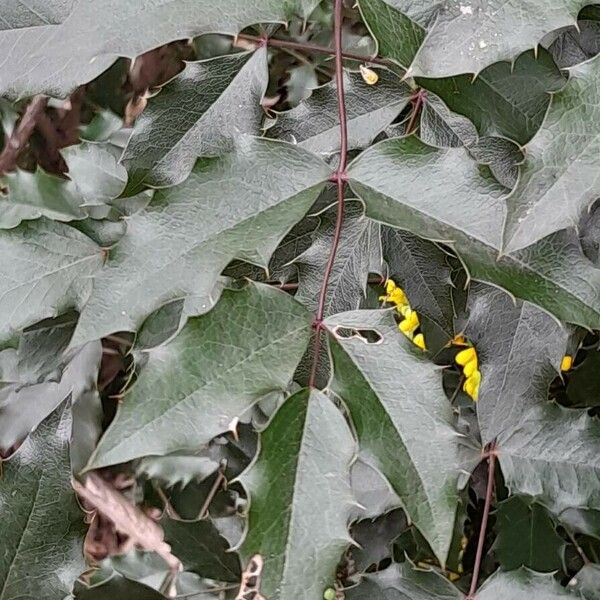 Berberis aquifolium Blatt