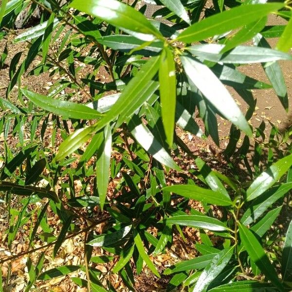 Olea lancea Blad