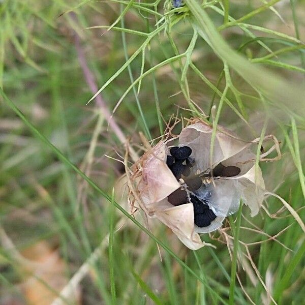 Nigella damascena Frutto