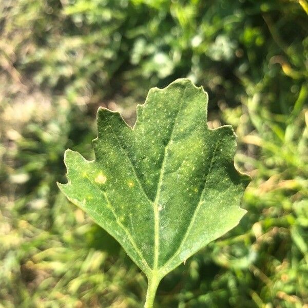 Chenopodium album Leaf