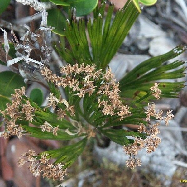 Schizaea dichotoma Buveinė