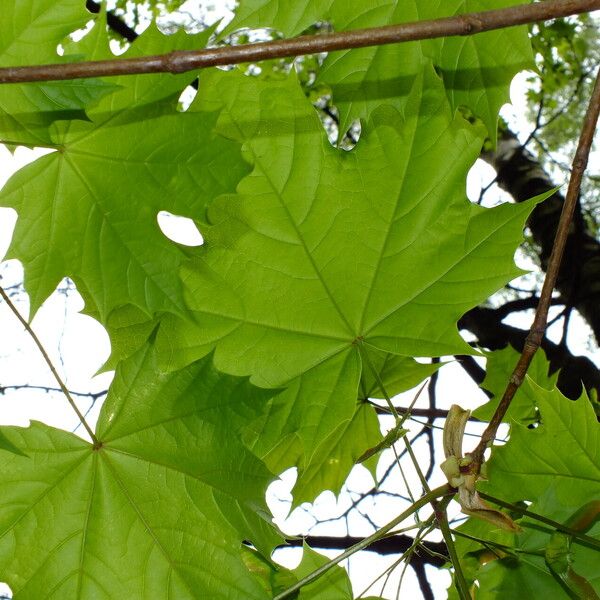 Acer platanoides पत्ता