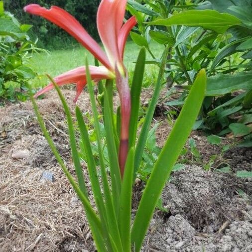 Sprekelia formosissima Celota